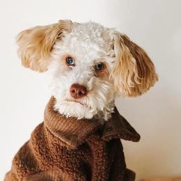 Poodles from Reverie Poodles