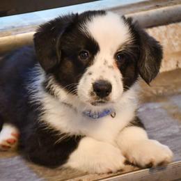 Cardigan Welsh Corgi and Mudi Puppies from Kahukura Cardigans