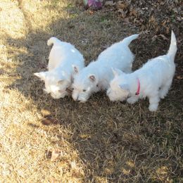 West Highland White Terrier Puppies from Kilmartin Westies