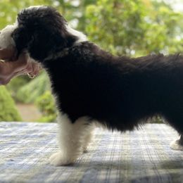 Red-collar boy - Black Bearded Collie puppy in Lansdowne, Pennsylvania from Beloved Bearded & Border Collies