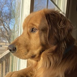 Archie - Golden Retriever