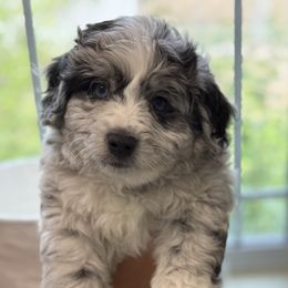 Aussiedoodle Puppies from Navarro Royal Pups