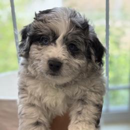 Aussiedoodle Puppies from Navarro Royal Pups