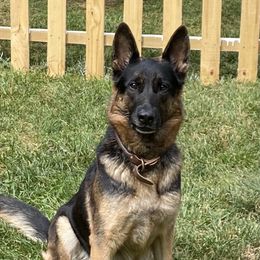 Edie - German Shepherd