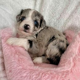 Aussiedoodle and Miniature Australian Shepherd Puppies from Biggie Ranch