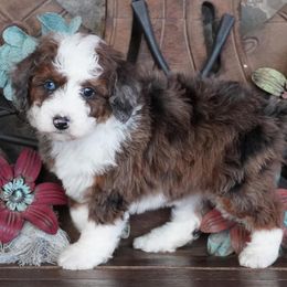 Dark Blue Merle - Blue merle female Aussiedoodle puppy in Lawton, Oklahoma from Lindsey’s Aussies