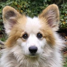 Maddox - Pembroke Welsh Corgi