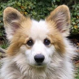 Maddox - Pembroke Welsh Corgi