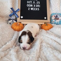 Bravo - White and red female Nederlandse Kooikerhondje puppy in Pensacola, Florida from Ragnarök Kooikerhondjes