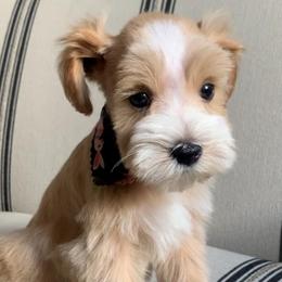 Girl 2 - Wheaten female Miniature Schnauzer puppy in Mc Allen, Texas from True Love Schnauzers
