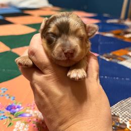 Red Merel Male - Red merle male Miniature Australian Shepherd puppy in Ellendale, North Dakota from Ark Acres Kennels