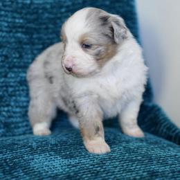 Vixen - Blue merle female Miniature American Shepherd puppy in Kamuela On The Big Island, Hawaii from Royal Hawaiian Aussies LLC