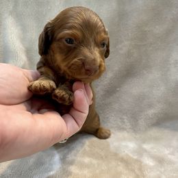 Buzz - Chocolate and tan male Dachshund puppy in Hope, Arkansas from JK Kennel