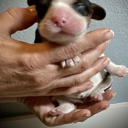 Cavalier King Charles Spaniel Puppies from SoCalCavaliers