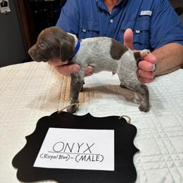 Onyx - Liver roan male German Shorthaired Pointer puppy in Morgantown, Indiana from Kevin Funkhouser Kennel