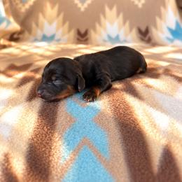 Boy 1 - Black and tan male Dachshund puppy in Oklahoma from Red Oak Long Dogs