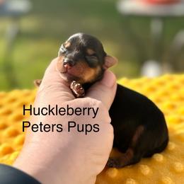 Huckleberry - Black and tan male Yorkshire Terrier puppy in Hertford, North Carolina from Peters Pups AKC Yorkshire Terriers