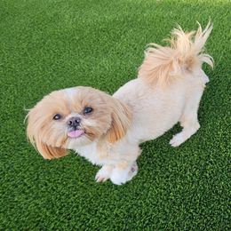 Storm - Shih Tzu