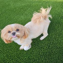 Storm - Shih Tzu