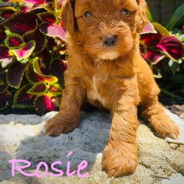Rosie - Red  female Goldendoodle puppy in Fairfield, Ohio from McMoniDoodles