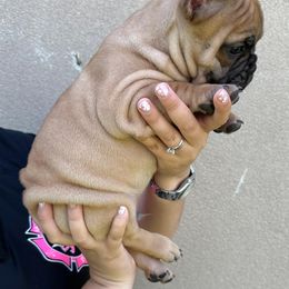 French Bulldog Puppies from OMG FRENCHIES