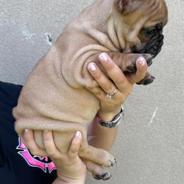 French Bulldog Puppies from OMG FRENCHIES