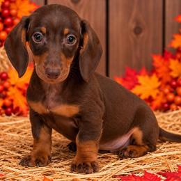 Bode - Chocolate and tan male Dachshund puppy in Industry, Illinois from KDKs Kennels