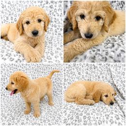 Winnie - Cream female Goldendoodle puppy in Kissimmee, Florida from From the Heart