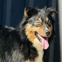Bunny - Australian Shepherd
