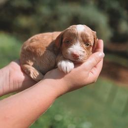 Luna - Apricot female Goldendoodle puppy in Austin, Texas from Cedarcrest Goldendoodles