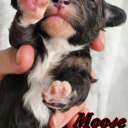 Moose - Parti male Poodle puppy in Saint Cloud, Florida from Rising Star Kennels