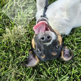Luigi - Boy 3 - Tri-color male Russell Terrier puppy in Harvel, Illinois from Ruff and Tumble Russell Terriers