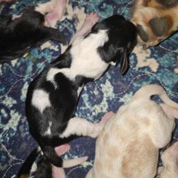 Bashful - Black tan and white male Basset Hound puppy in Valley, Washington from Enchanted Valley Paws