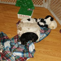 Cocker Spaniel Puppies from Hartwell Cocker Spaniel Kennel