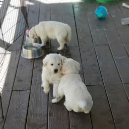 Golden Retriever Puppies from Golden Meadows