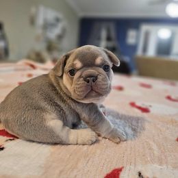 Biscuit - Tricolors male French Bulldog puppy in Star City, Arkansas from T4 Farms