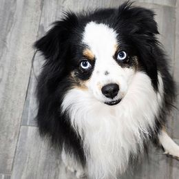 Lily - Toy Australian Shepherd