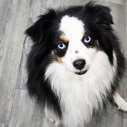 Lily - Toy Australian Shepherd