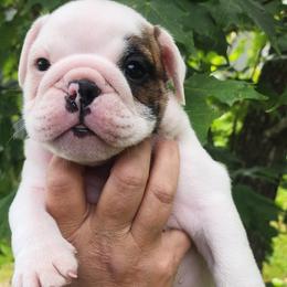Freddie - Red brindle and white male Bulldog puppy in Weedsport, New York from M&M Shelties and Smooch-A-Bulls English Bulldogs