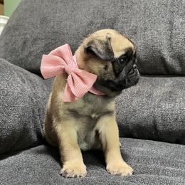 Cuteness - Fawn female Pug puppy in Augusta, Wisconsin from Maria Martin