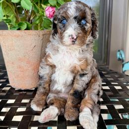 Ruth - Blue merle female Bernedoodle puppy in Bowling Green, Ohio from FDF Pyredoodles & Bernedoodles
