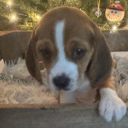 Girl 1 - Beagle puppy from Lil Kountry Pocket Beagles