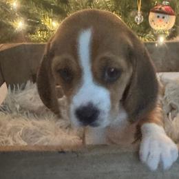 Girl 1 - Beagle puppy from Lil Kountry Pocket Beagles