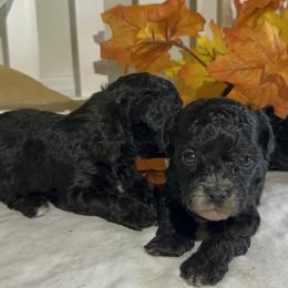 Poodle All Grown Up from Parti-Pawz