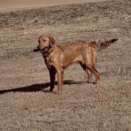 Golden Retrievers from Saint Florian's Golden Retrievers