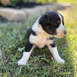 Girl 3 - Black tri-color female Australian Shepherd puppy in Berne, Indiana from White Silo Aussies