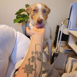 Border Collie Puppies from Cullins Collies