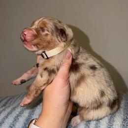 Tater Tot - Red merle male Australian Shepherd puppy in Anniston, Alabama from All Hale Aussies