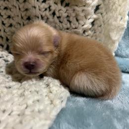Lucy - Cream sable female Pomeranian puppy in Jefferson City, Missouri from MJ’s Pomeranians