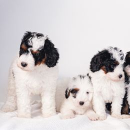 Aussiedoodles, Bernedoodles, Cavapoos, and Goldendoodles from Timp Doodles